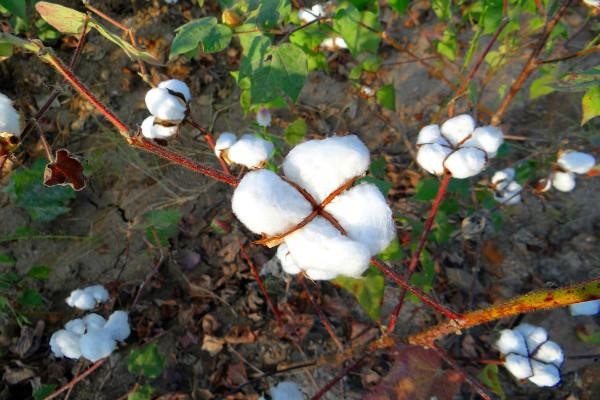 Cotton Seeds
